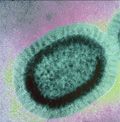 Influenza Virus Influenza_virus