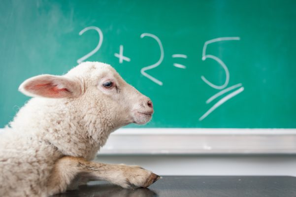 White sheep in front of chalkboard with wrong calculation