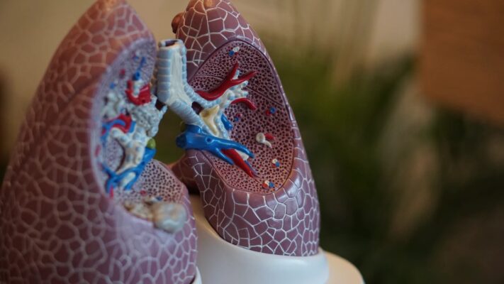 A plastic model of a pair of lungs
