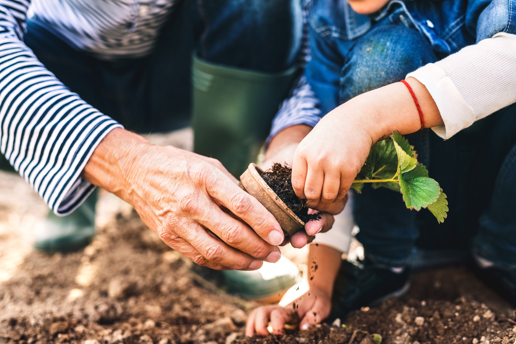 An elderly person and a young child are planting a plant