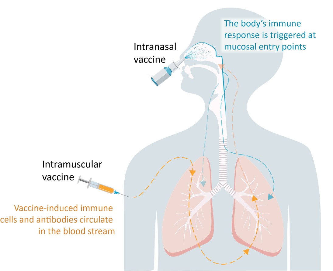 Medical illustration showing two ways to deliver vaccines nasal spray vs injection.